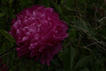 Pivoine rose, fond noir, diffuseur flash. photo michel ducruet